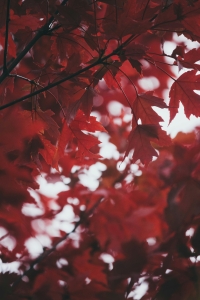 دانلود مجموعه والپیپر Burgundy برای iPhone 18 Pro